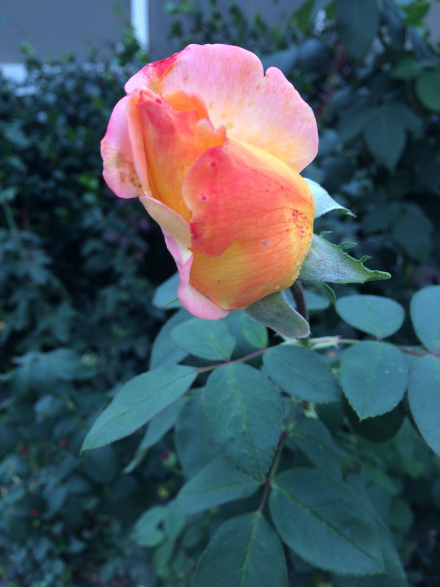 marisabiancotti's tweet image. 🌾🌺buongiorno ☀️