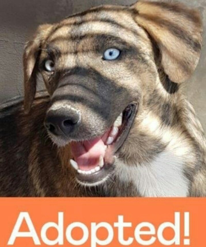 SaveaGreekStray's tweet photo. Έχουμε πολύ ευχάριστα νέα για τη Σαλώμη μας! 💖Φεύγει από το καταφύγιο αφού βρήκε τη δική της οικογένεια!
Σαλώμη θα μας λείψουν τα σαγηνευτικά σου μάτια, το σκέρτσο και η τσαχπινιά σου!
#saveagreekstray #AdoptDontShop https://t.co/V9Wb19gNMo