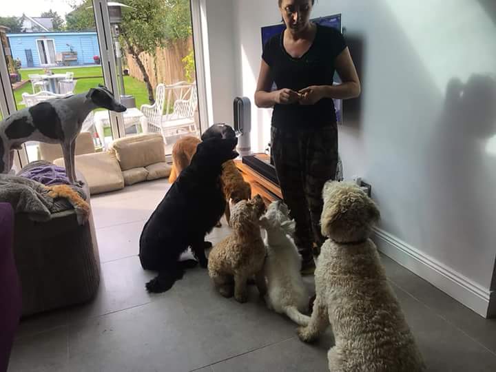 ernpup's tweet photo. Post-walkies treat time with my #doggydaycare gang. I'm first in line, as always! ππΆπΎ #goodboy #feedme #imnotdaft https://t.co/9JuNwFaTV4
