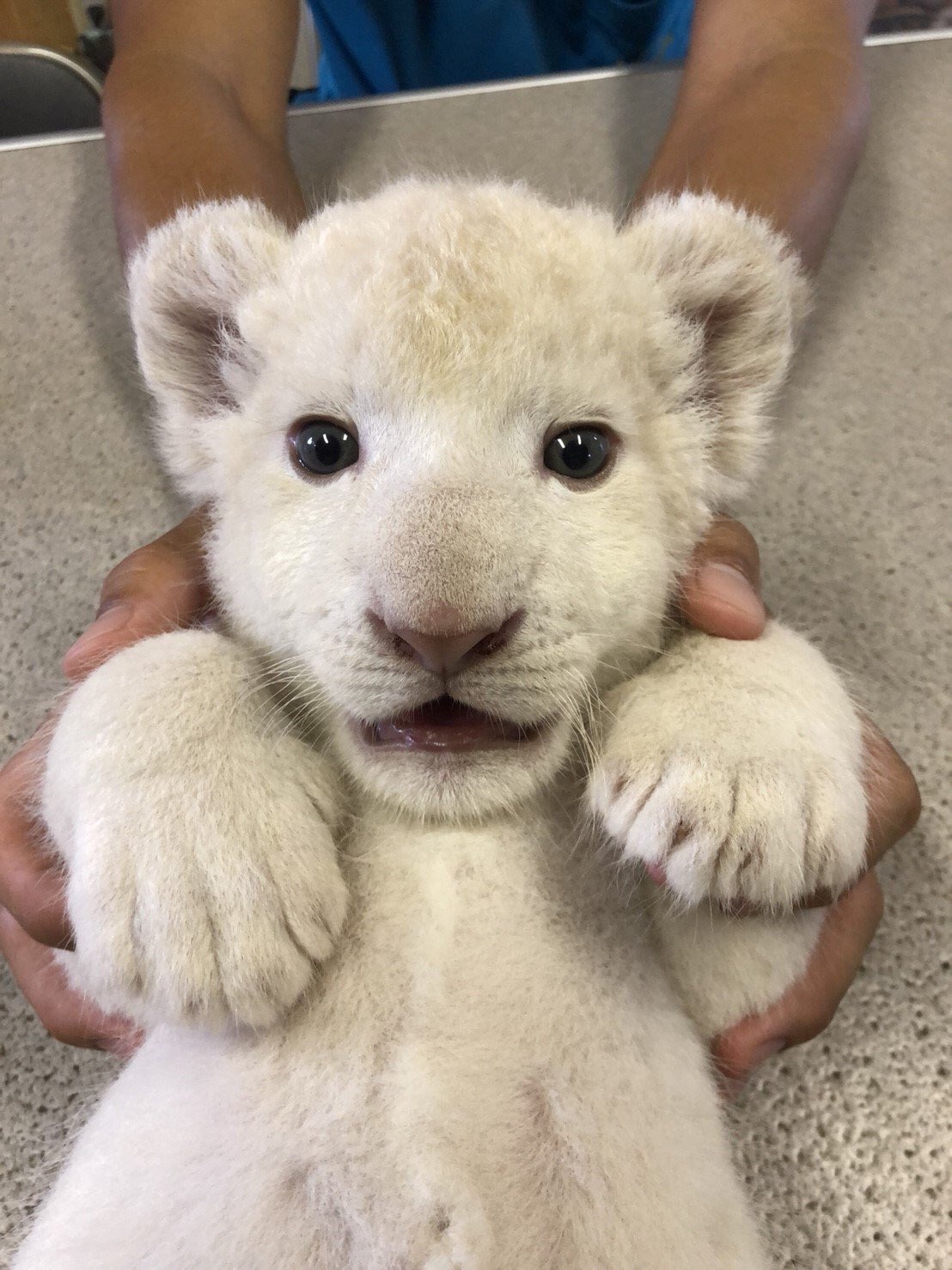 Twitter 上的 癒される動物 東北サファリパークのホワイトライオンの赤ちゃんがかわいい T Co 0d1dlctq5b Twitter