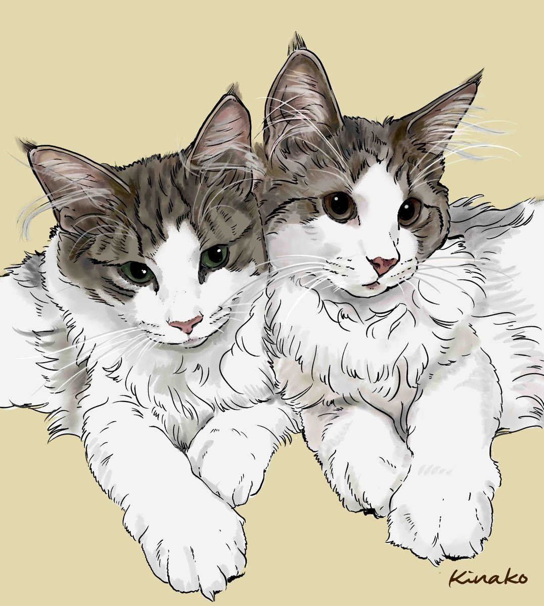 きなこ 猫の絵を描いています ノルウェージャンの子猫 ルーナちゃん ジーナちゃんです 今年の1月27日生まれの仲良し姉妹です かわいい2匹を イラストで描かせていただきました Ginaとluna Jillのんびり更新さん Chakoaruki 猫絵 Cat Drawing
