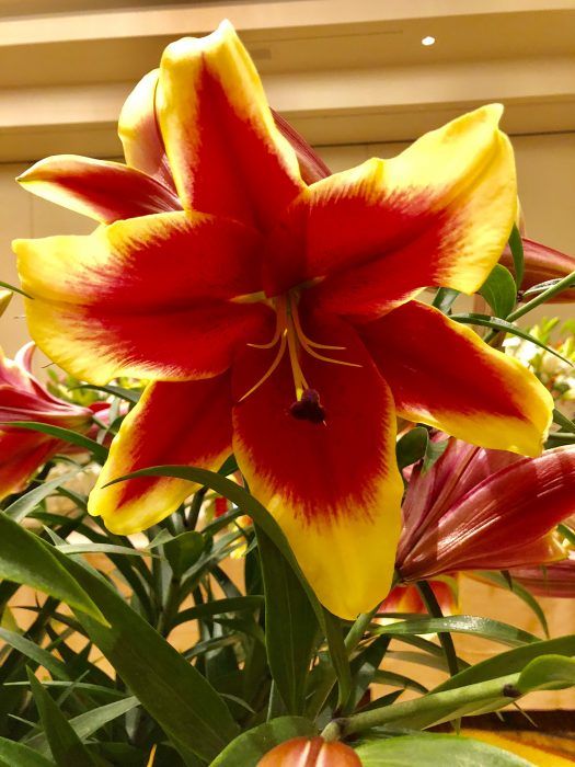 25 MIND-BLOWING New Floral Varieties from SAF’s Premier Product Showcase!

Don’t miss out on seeing these 25 show-stoppers from SAF’s Premier Product Showcase 2018! buff.ly/2pgSt2T