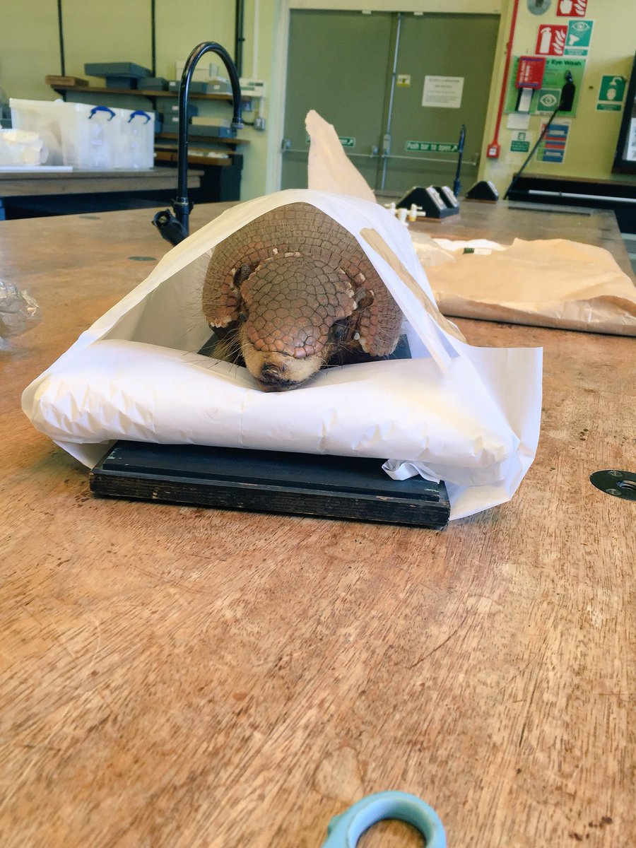 <a href="/Nat_SCA/">NatSCA</a> The in between stages of wrapping specimens for freezing is quite amusing. Here I have a Seven banded #armadillo ready for a nap! 
#NatSCAConservation #photocomp