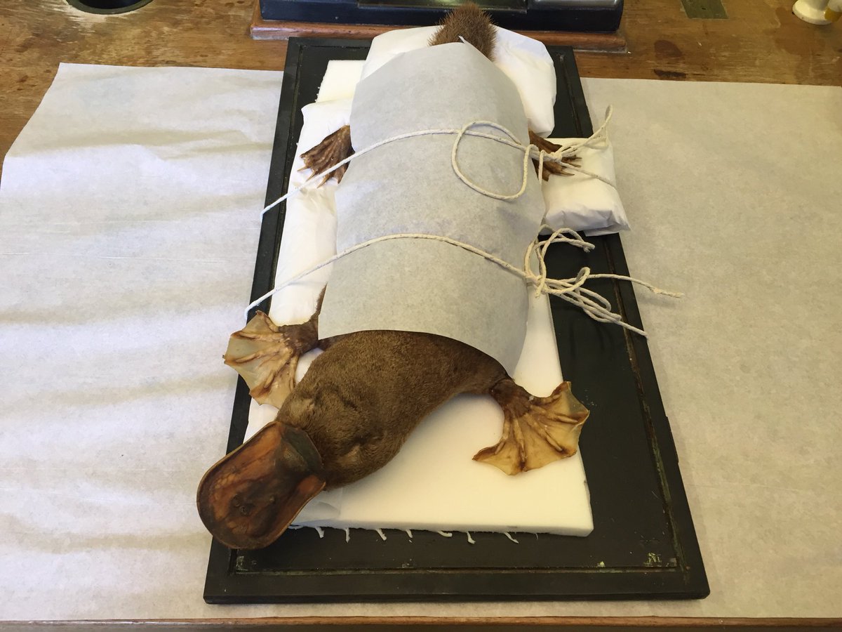 <a href="/Nat_SCA/">NatSCA</a> The inbetween stages of wrapping specimens for freezing is quite amusing. This #platypus has to be lightly tied down to avoid him slipping about!
#NatSCAConservation #photocomp