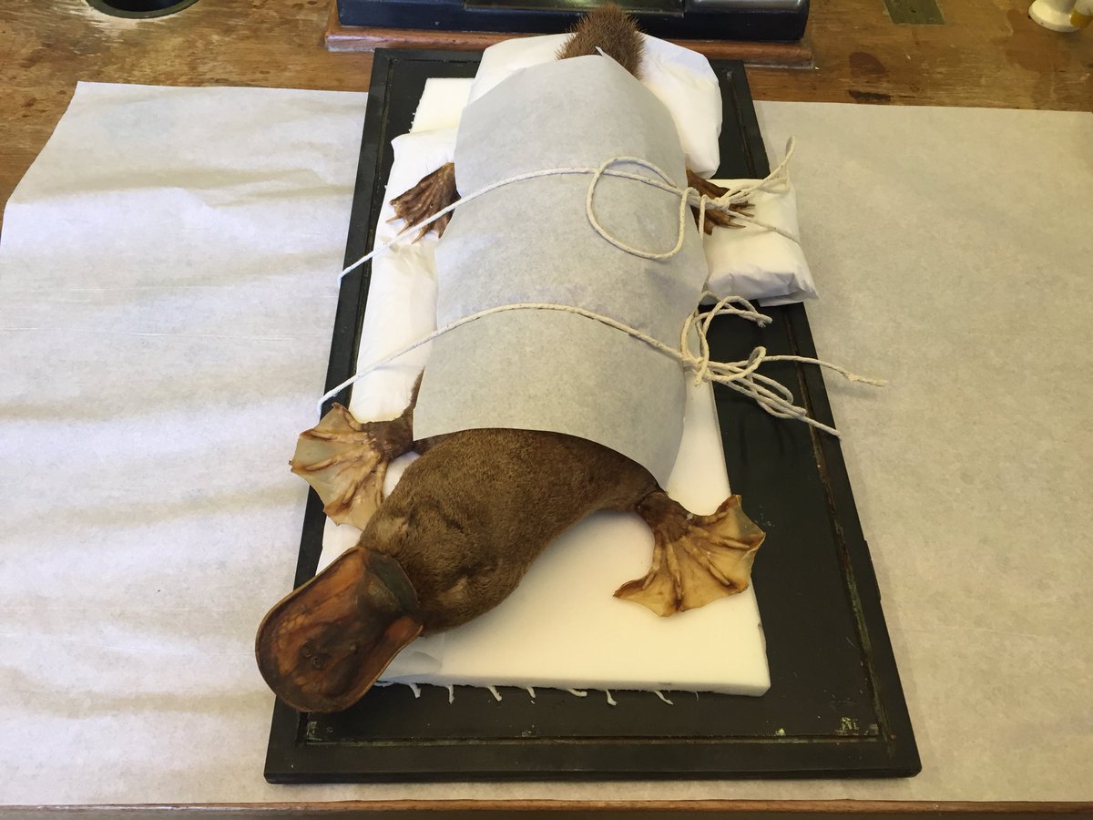 @Nat_SCA The inbetween stages of wrapping specimens for freezing is quite amusing. This #platypus has to be lightly tied down to avoid him slipping about!
#NatSCAConservation #photocomp