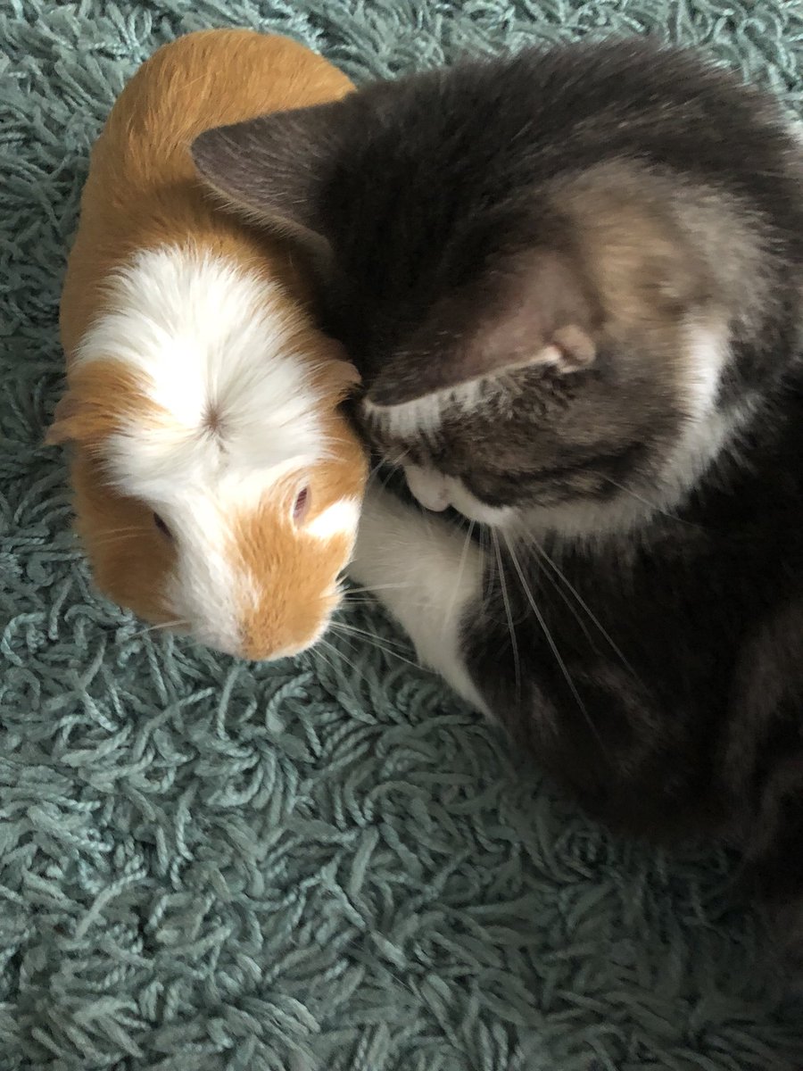 toulsonaj's tweet photo. My animals are as weird as me- here is Ziggy stardust (the pig) and Oakley the cat! Who stared in milkteeth music video as a kitten 😱 #milkteeth #guineapig #cat #bestfriends #love #animalsfriends https://t.co/q6gRVsn3UJ