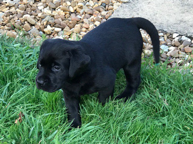 How gorgeous is the latest addition to the Alan Paine family?

Sired by BB, who’s appeared in every Country Collection brochure, we’re going to give you regular pupdates on this little chap’s progress! Watch this space….