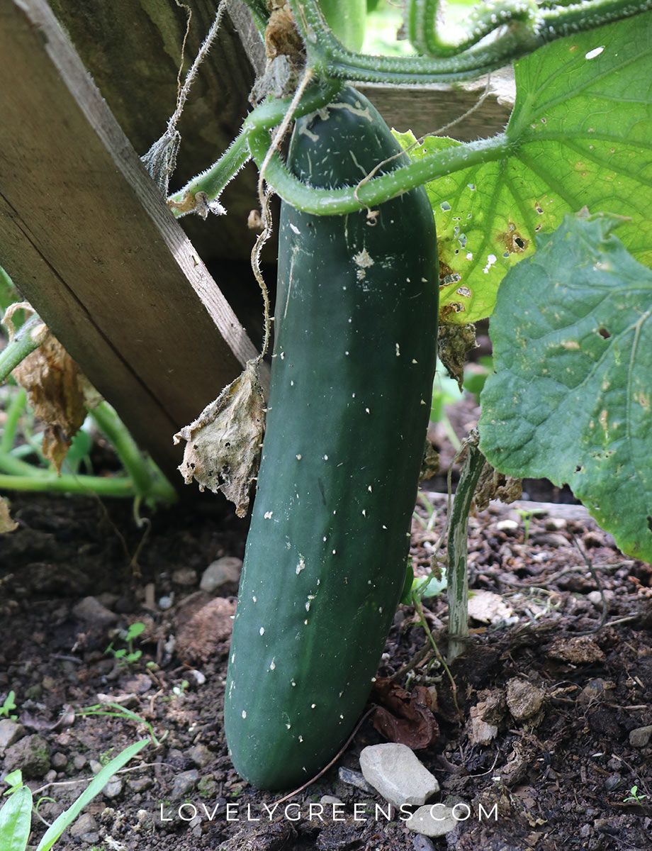 Oh dear. I have half a dozen MASSIVE cucumbers and don't quite know what to do with them. Any recipe ideas? #gardenchat #GrowYourOwn