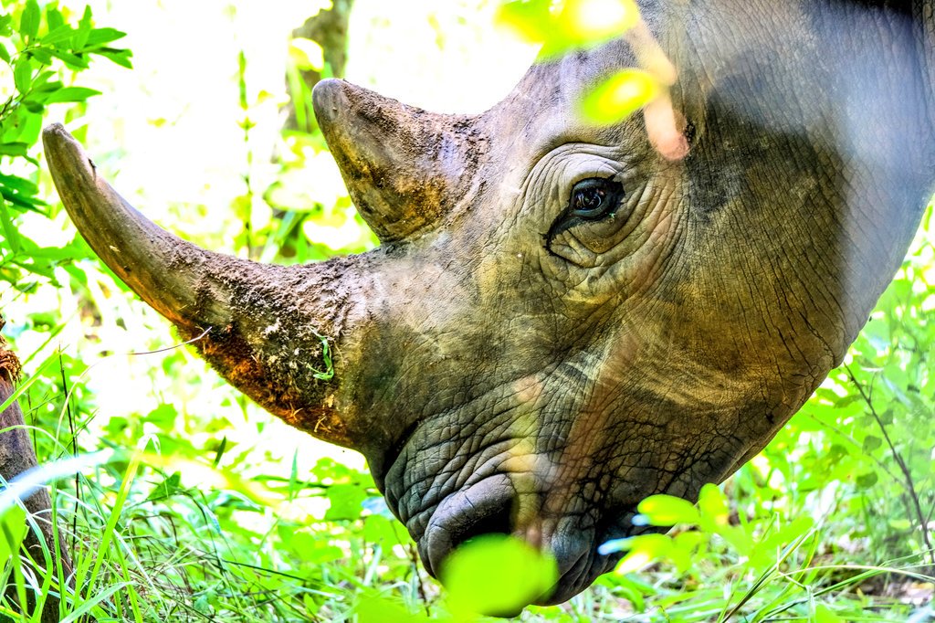 DiscoverUG's tweet photo. Photo of the Day: Male southern white rhino at #Ziwa Rhino Sanctuary in #Nakasongola the ONLY place in #Uganda where rhinos can be seen roaming the wild &amp; can be tracked on foot. PH: @UgandaSights #VisitUganda #ecotourism #travel #wildlifewednesday #photography #safari #Africa https://t.co/Jnl0o48KhN