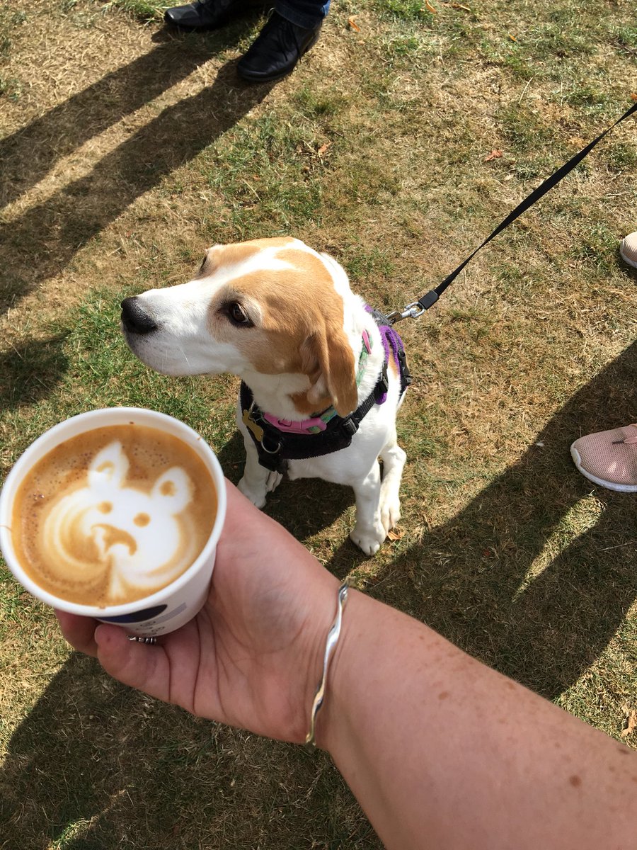 wilfthewhiff's tweet photo. Thomas from @redemptionroast made KindLady a delicious coffee with a picture of ME in it. She showed it to Honey #grumpybeagle just a standard fun day @WaddesdonManor https://t.co/GW7fD7JPK5