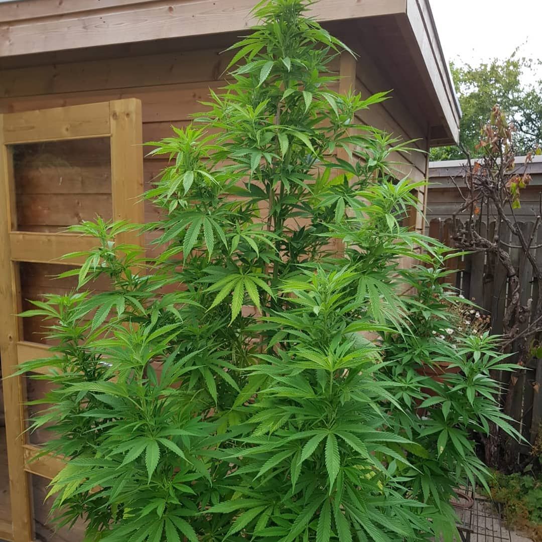 AmsSeedcenter's tweet photo. South Africa is a beautiful and complex country but the laws around  #cannabis use have just been made simple. The highest court in SA has  ruled that #cannabis use is allowed in private places.   https://t.co/U2oIy1AuOL 
#Legalise #AmsterdamSeedCenter #ASC https://t.co/q8vxQ7BafM