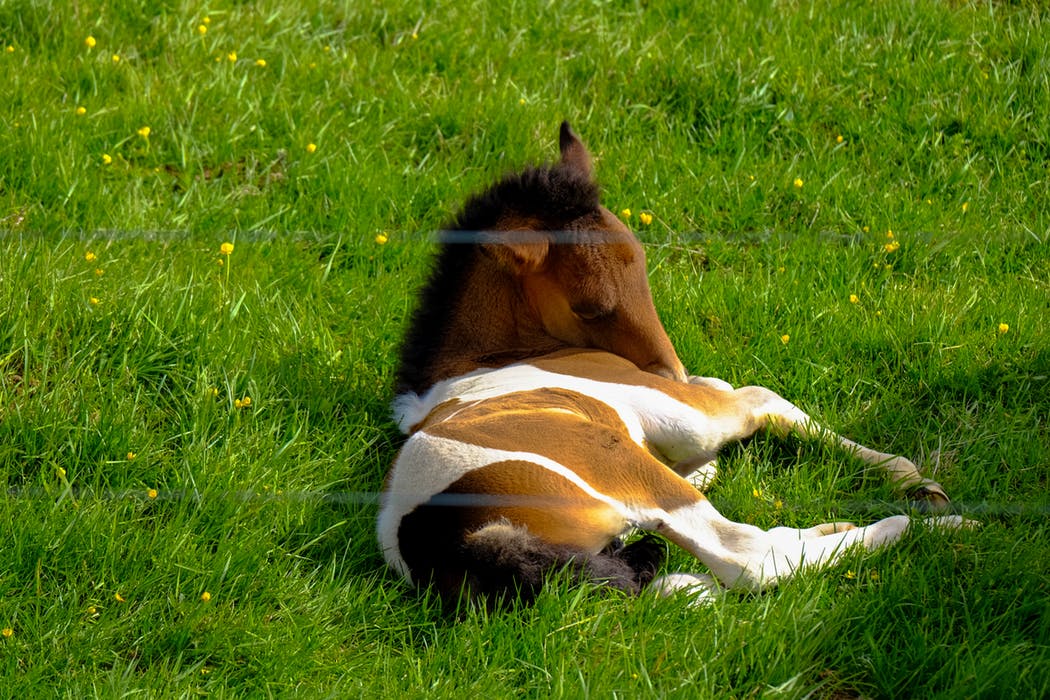 Redmond Equine tweet media