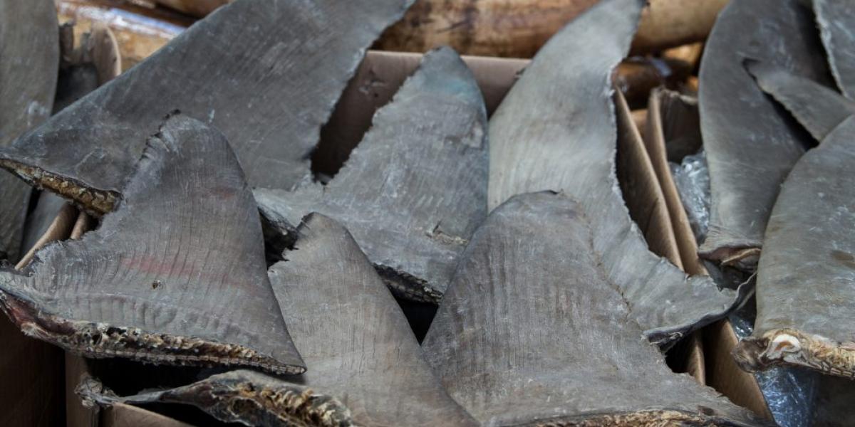 savesharksph's tweet photo. "Extinction must not make the decision for us. Consumers have to act fast and decide what is acceptable and what is not when it comes to luxury, vulnerable, uncontrolled species." 

Read more at https://t.co/BvXyb5BlS5 https://t.co/bZBoo0pHOq