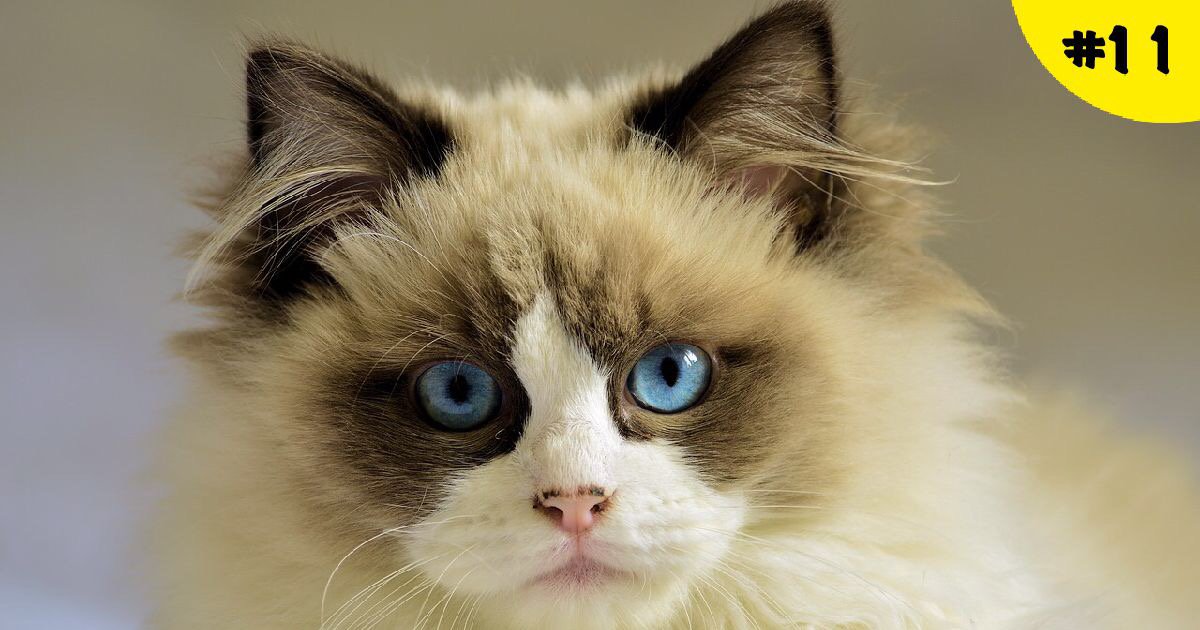 Mad_Cats_'s tweet photo. Традиционный еженедельный обзор статей от Котиков. Которые то ли английские, то ли нет: https://t.co/oIgZ70h2zB https://t.co/8mS1lne9rJ