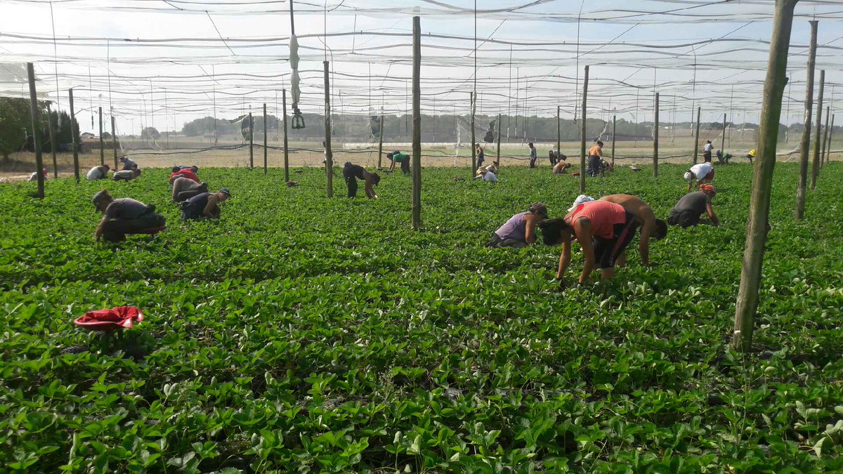 semaeSudOuest's tweet photo. Pour produire les #plantscertifiés de #fraisiers, il faut bcp de main d'oeuvre pour éliminer les #mauvaisesherbes et les tiges qui partent du pied que l on appelle #stolons.
#fruitsrouges
#vitamines
#fraise https://t.co/HcbqSuWThS