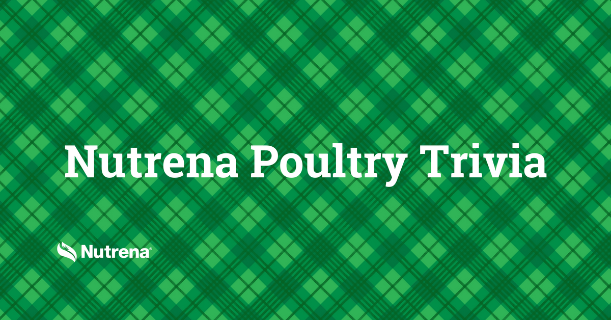 NutrenaFeed's tweet photo. Play the Nutrena Poultry Trivia today! What’s your score? https://t.co/nnyldFkldp https://t.co/3tupB6ZD78