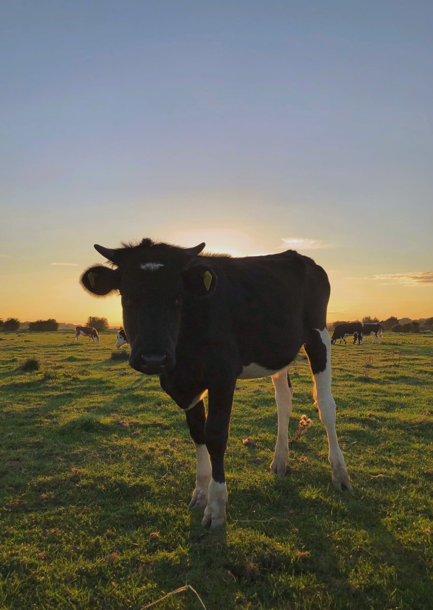 Enjoying some late summer sun ☀️<a href="/NorthiamDairy/">The Cart Horse</a> #dairy #cow #summersun #sunset #happycow #local