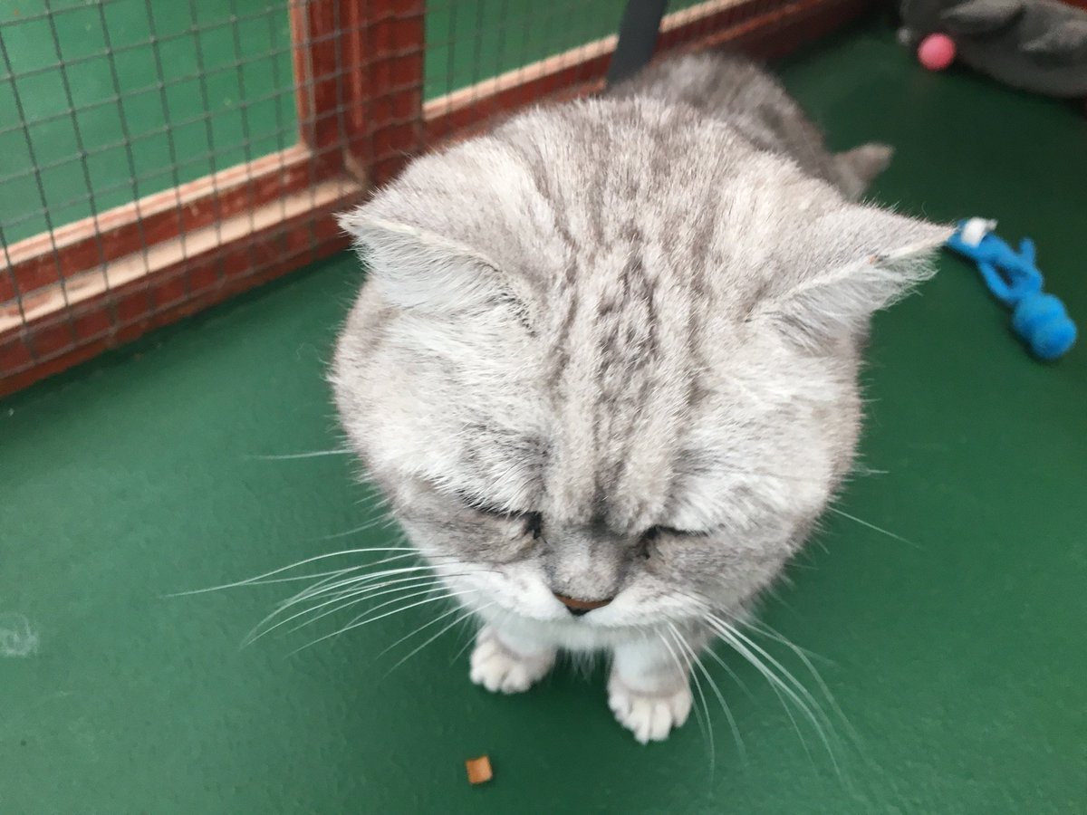 Rainton Gate Cattery tweet media