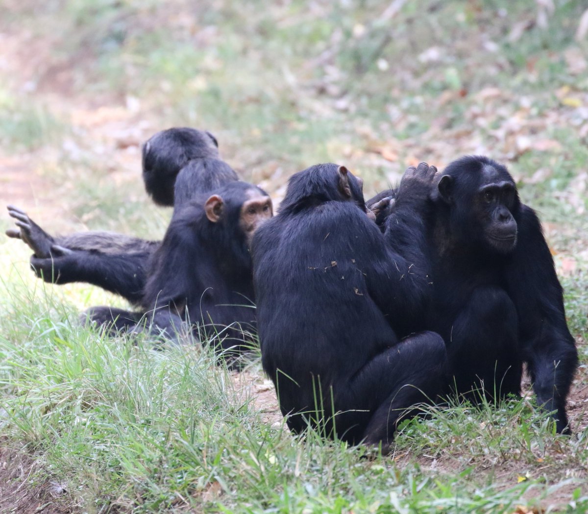 travelers_link's tweet photo. The African Jungle Mysteries of Kibale NP, the #Primate Capital of the World. Get Immersed in guided #NatureWalks #PrimateTours in #DestinationUganda. https://t.co/Fz1nGBw3Bl