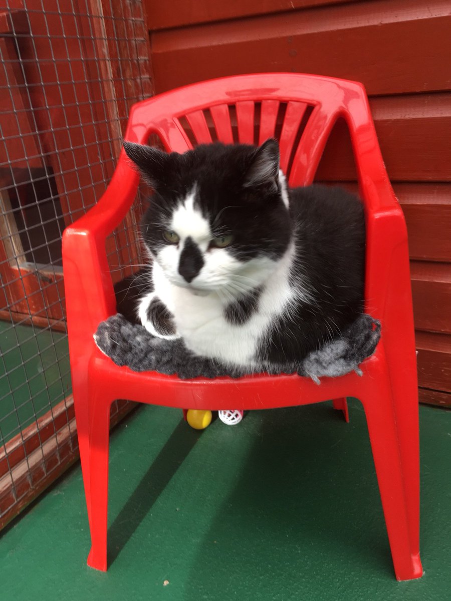 Rainton Gate Cattery tweet media