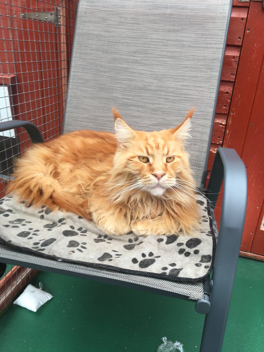 Rainton Gate Cattery tweet media