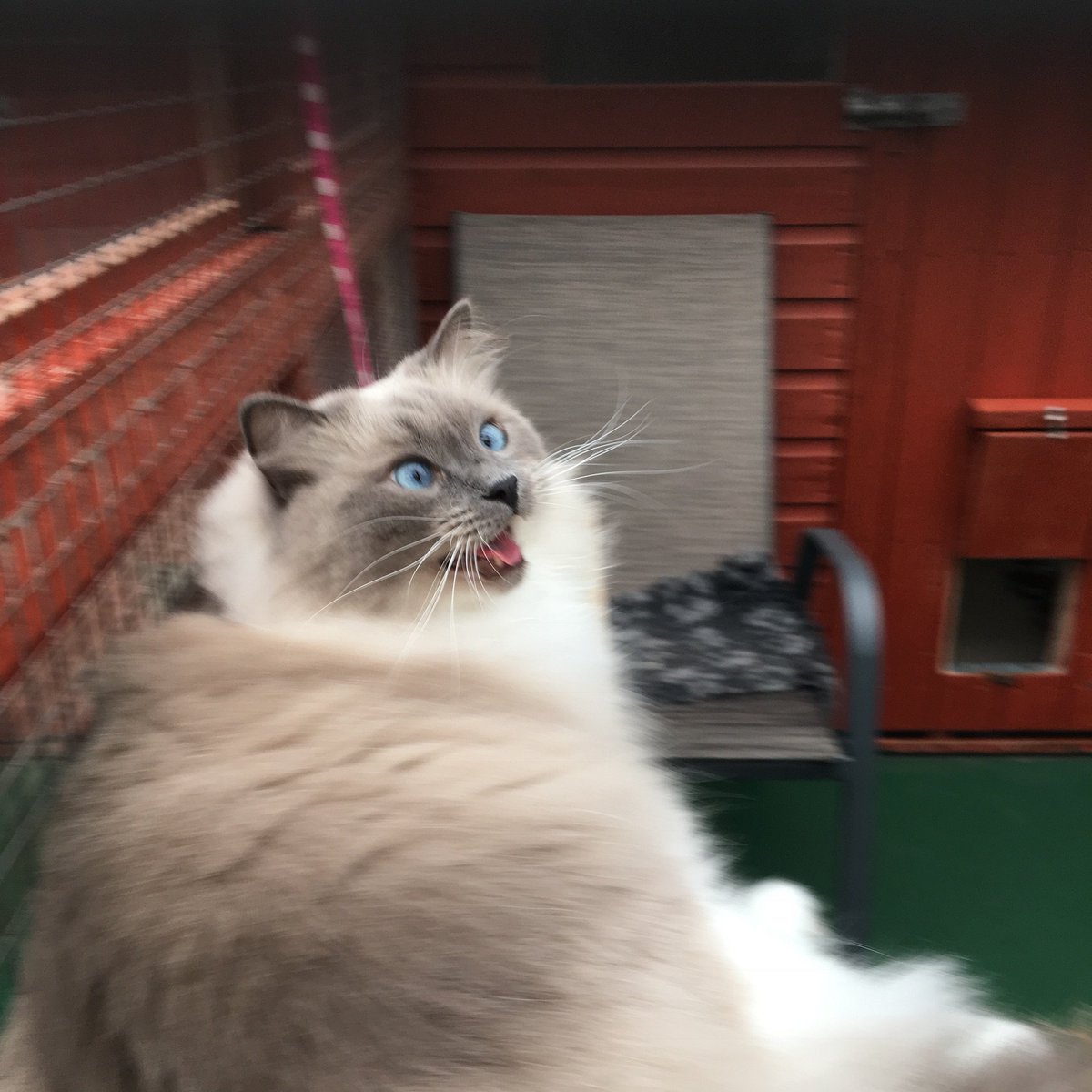 Rainton Gate Cattery tweet media