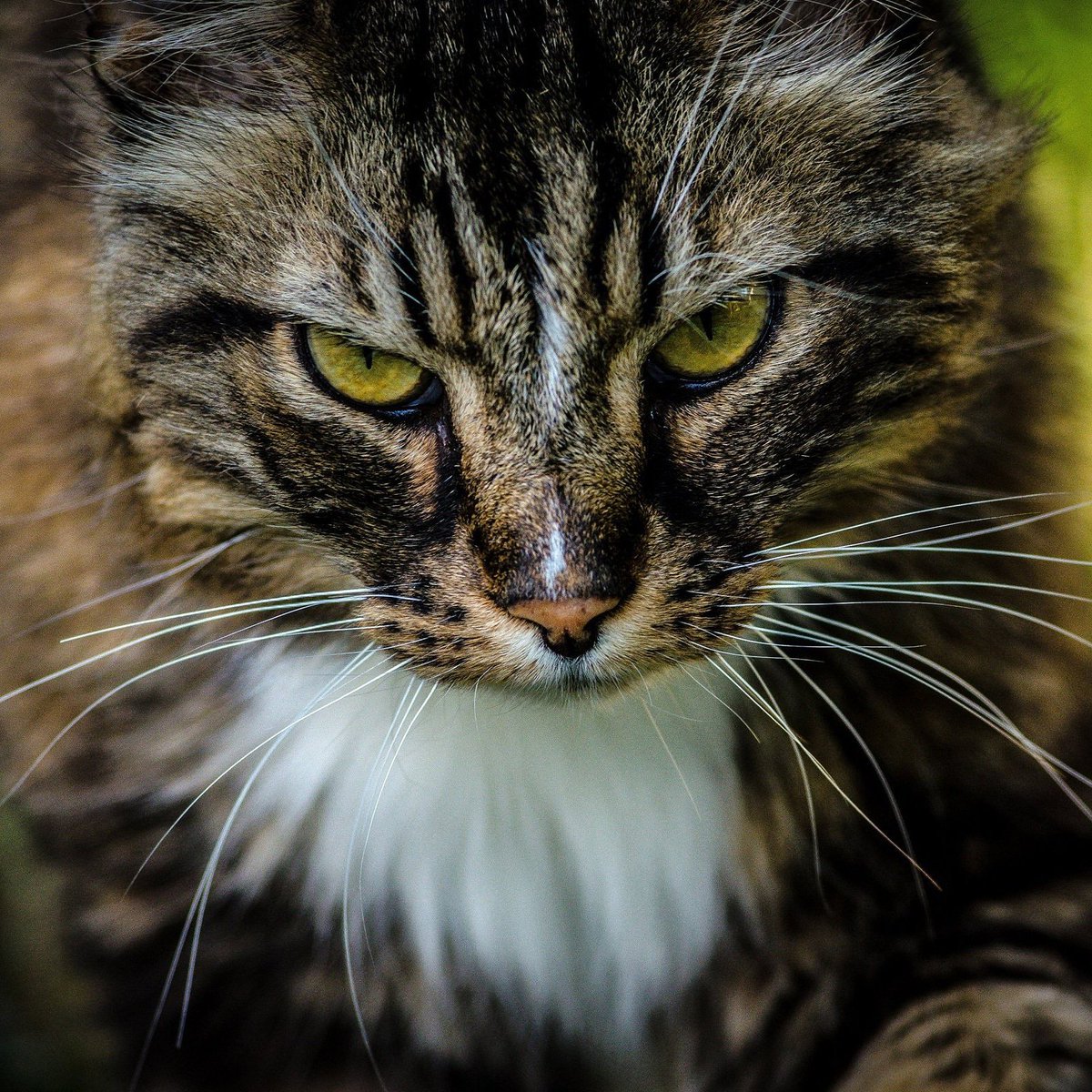 WeMeowOfficial's tweet photo. Tag a friend 😸😸😻
#cat #cats #wemeow #mycat #pet #kitten #cutecat #catlover #catoftheday #instapet #catlife #gatos #ilovecats #lazycat #ilovemycat #cateye #beautifulcat #awesomecat #nicat #lovelat #beautycat #homecat #catplaying #socute #adorable #catrelax #instacat #instalove https://t.co/W7AW1WJJWS