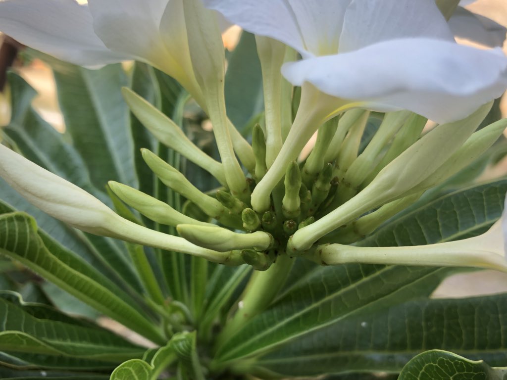 MichaelBenedito's tweet photo. #Plumeria pudica, native to Panama, Colombia and Venezuela, is an evergreen shrub and blooms year round. Unfortunately, the #white flowers lack any #scent, which is surprising as Plumeria rubra cultivars are well known for their perfume. https://t.co/SfoeyHT5yv