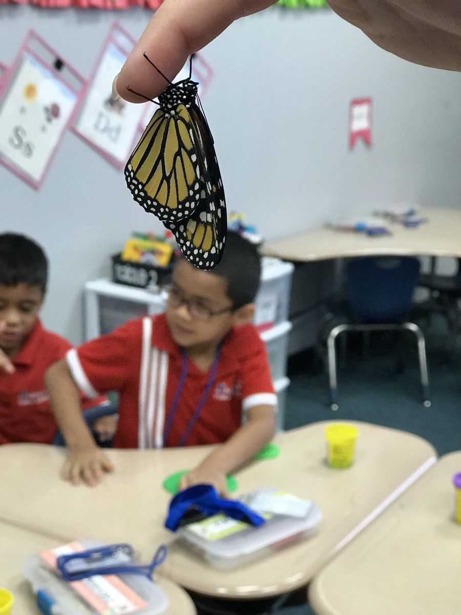 shelbybottomly's tweet photo. We released 3 Monarchs at @hpsendeavor yesterday 2 females and 1 male. #citizenscience @monarchwatch @journeynorthorg https://t.co/TGoIS10pOC