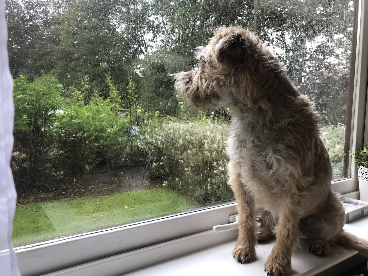 TerrierStan's tweet photo. #StormAli woes https://t.co/WPFwcFr7wq