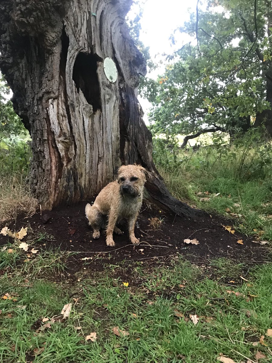 TerrierStan's tweet photo. #StormAli woes https://t.co/WPFwcFr7wq