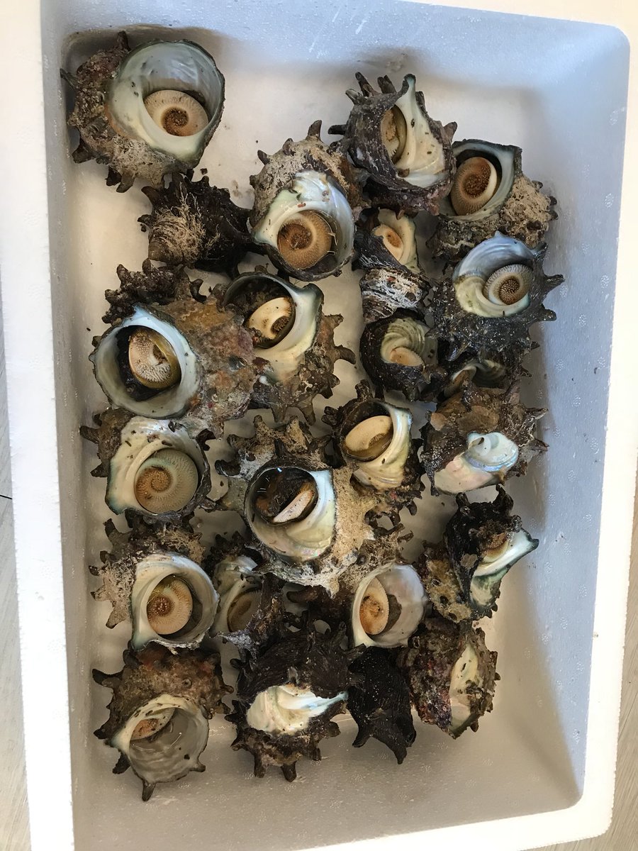 EunyoungGil's tweet photo. 맛있는 뿔소라... 강샘~~ 고마워~~ https://t.co/NiXm217BIK