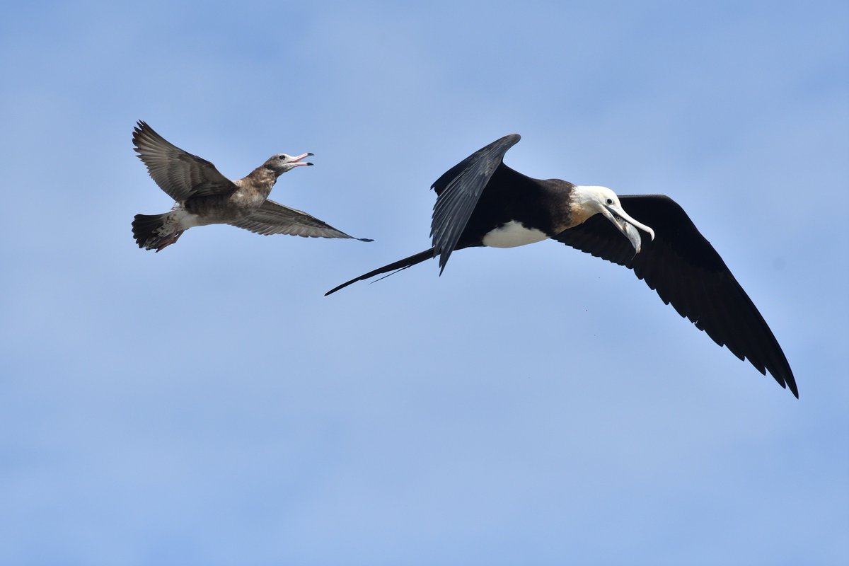 鳥垢 على تويتر ウミネコに追っかけられるグンカンドリ ウミネコも結構大きいですが それと比べてもグンカンドリの大きさが分かります オオグンカンドリ 野鳥 鳥垢 على تويتر ウミネコに追っかけられるグンカンドリ ウミネコも結構大きいですが それと比べてもグンカンドリの大きさが分かります オオグンカンドリ 野鳥