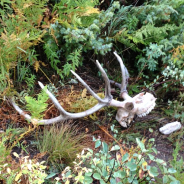getOutly's tweet photo. We were looking for a live elk but something beat us to this one awhile ago. #wapitiwednesday #elk #elkhunting #elkseason #archeryseason #huntingisconservation #antlers #wildlife #forest #rockymountains #rmef #lifecycle #publiclands #publiclandowner #getoutside #optoutside #outly https://t.co/NaMekcYM4x