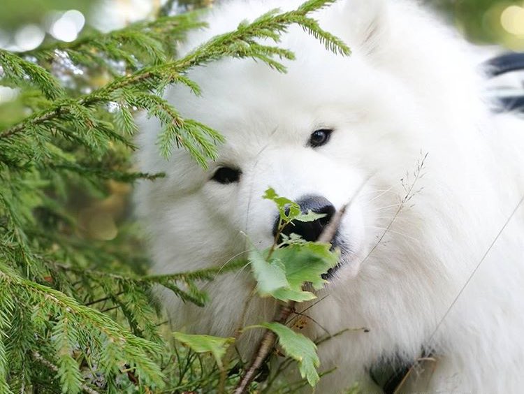 DANtheSamoyed's tweet photo. 🍃
#WANNAONE #KANGDANIEL
#워너원 #강다니엘
#DantheSamoyed https://t.co/c7SMQfaSzv
