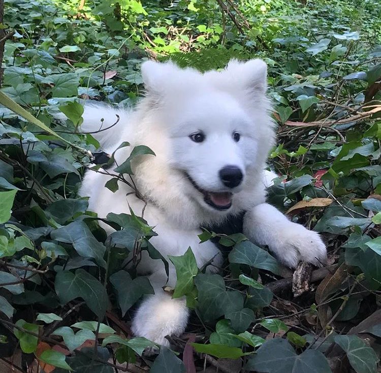 DANtheSamoyed's tweet photo. 🍃
#WANNAONE #KANGDANIEL
#워너원 #강다니엘
#DantheSamoyed https://t.co/c7SMQfaSzv