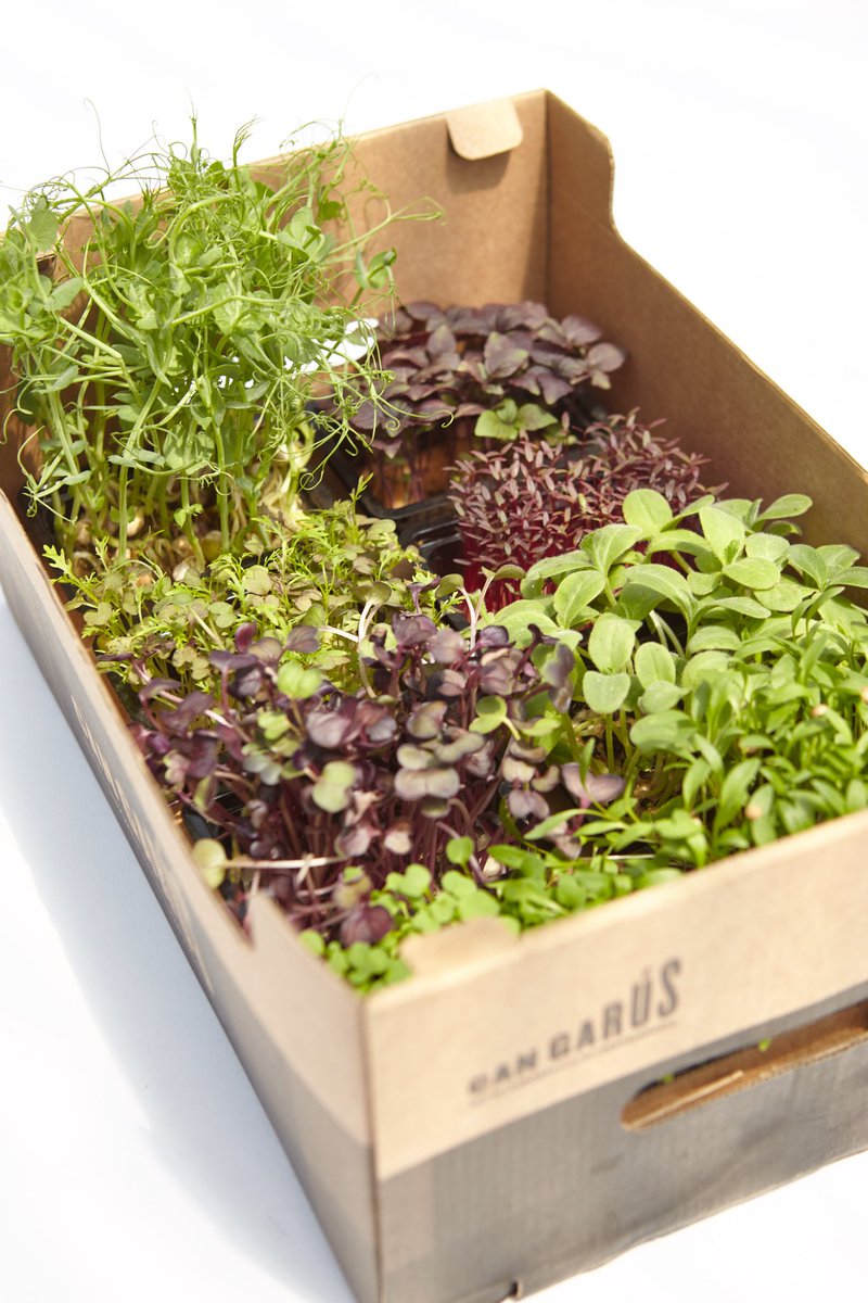 Próximamente en @antoniodemiguelsau ... micro brotes ¡VIVOS! 

Disponibilidad exclusiva en Madrid hasta próximo aviso ⚠️

#micro #brotes #vivos #alimentosselectos