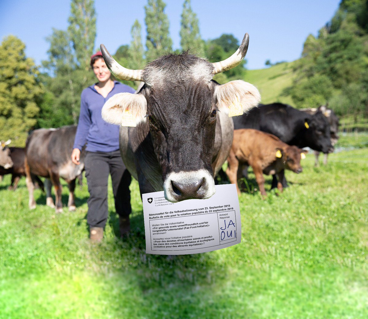 natalina_toe's tweet photo. Fürs briefliche Abstimmen ists jetzt zu spät - jetzt MUUUUHST 🐮🐮🐮du halt an die Urne am Sonntag für ein #FairFoodJa ! Nicht vergessen! https://t.co/aJ3PjXaOvX
