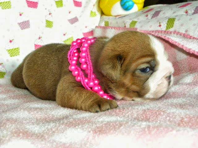 mibulldogingles tweet picture