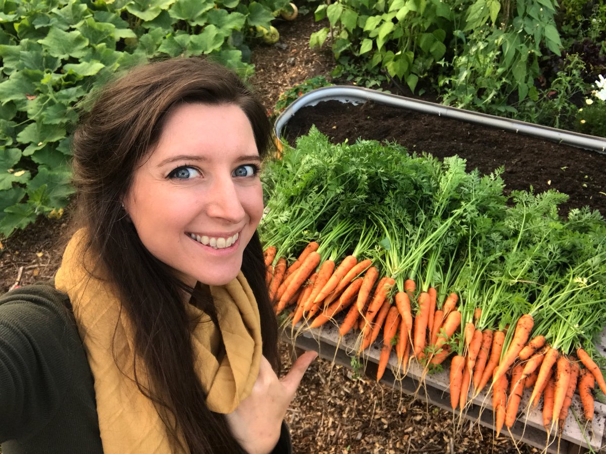 H0megrownGarden's tweet image. I harvested my first ever successful crop of carrots, all 3.2kg of them and not a single one has forked! I put a lot of effort into my carrot bed this year and now I’m reaping my golden rewards! 🧡🥕 
#allotment #chemicalfree #growyourown
