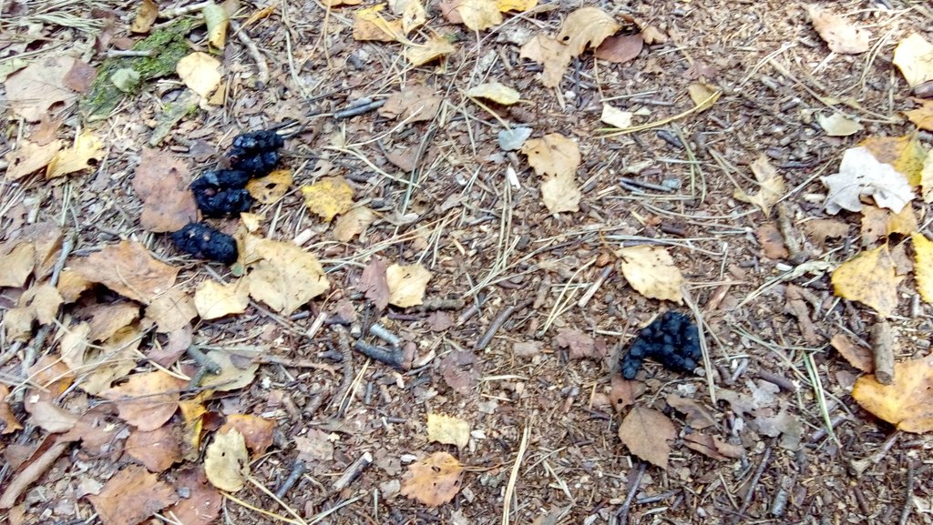 Een das in het <a href="/Dwingelderveld/">NP Dwingelderveld</a> eet zijn buik rond aan alle rijpe bessen. Dit is al het 5e hoopje op hetzelfde pad, binnen 500m. :)