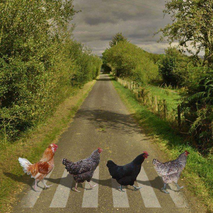 _ArriveAlive's tweet photo. Why did the Chicken cross the road? The Zebra crossing was the Safest Spot to get to the other side of the road! #ArriveAlive [Pic via Christophe Parrilla] https://t.co/u4riL7eQJM