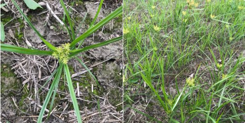 rjanssen19's tweet photo. Nutsedge.  Not a grass.  Flowers at this time of year.  Seems to be more around in the last couple of years.  Needs a planned approach.  Permit Herbicide has an answer.  https://t.co/am50fKeLW3 https://t.co/tgZ1fxZY8n