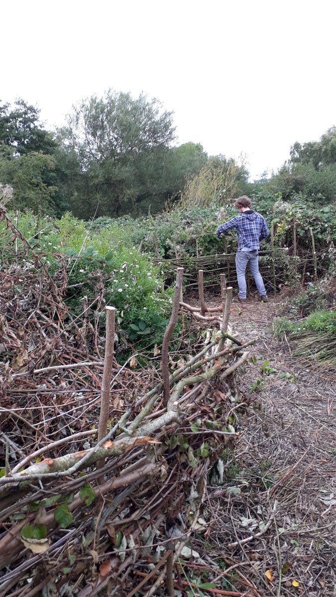 fruitnutvillage's tweet photo. Plum trees re-discovered in the #LostOrchard of #Stirchley. #FenceWeaving #PathClearing #BabesInTheWood. @basement_trader @KingHeathRanger @TipTipping @ktbennett @greenerbrum @marylockelabour @stirchleytwf @stirchley_forum @gunnewichtb @BOSFonline @GreenStirchley @onesellywoman https://t.co/9f0IkZcicw