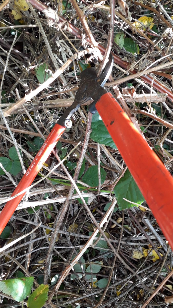 fruitnutvillage's tweet photo. Plum trees re-discovered in the #LostOrchard of #Stirchley. #FenceWeaving #PathClearing #BabesInTheWood. @basement_trader @KingHeathRanger @TipTipping @ktbennett @greenerbrum @marylockelabour @stirchleytwf @stirchley_forum @gunnewichtb @BOSFonline @GreenStirchley @onesellywoman https://t.co/9f0IkZcicw