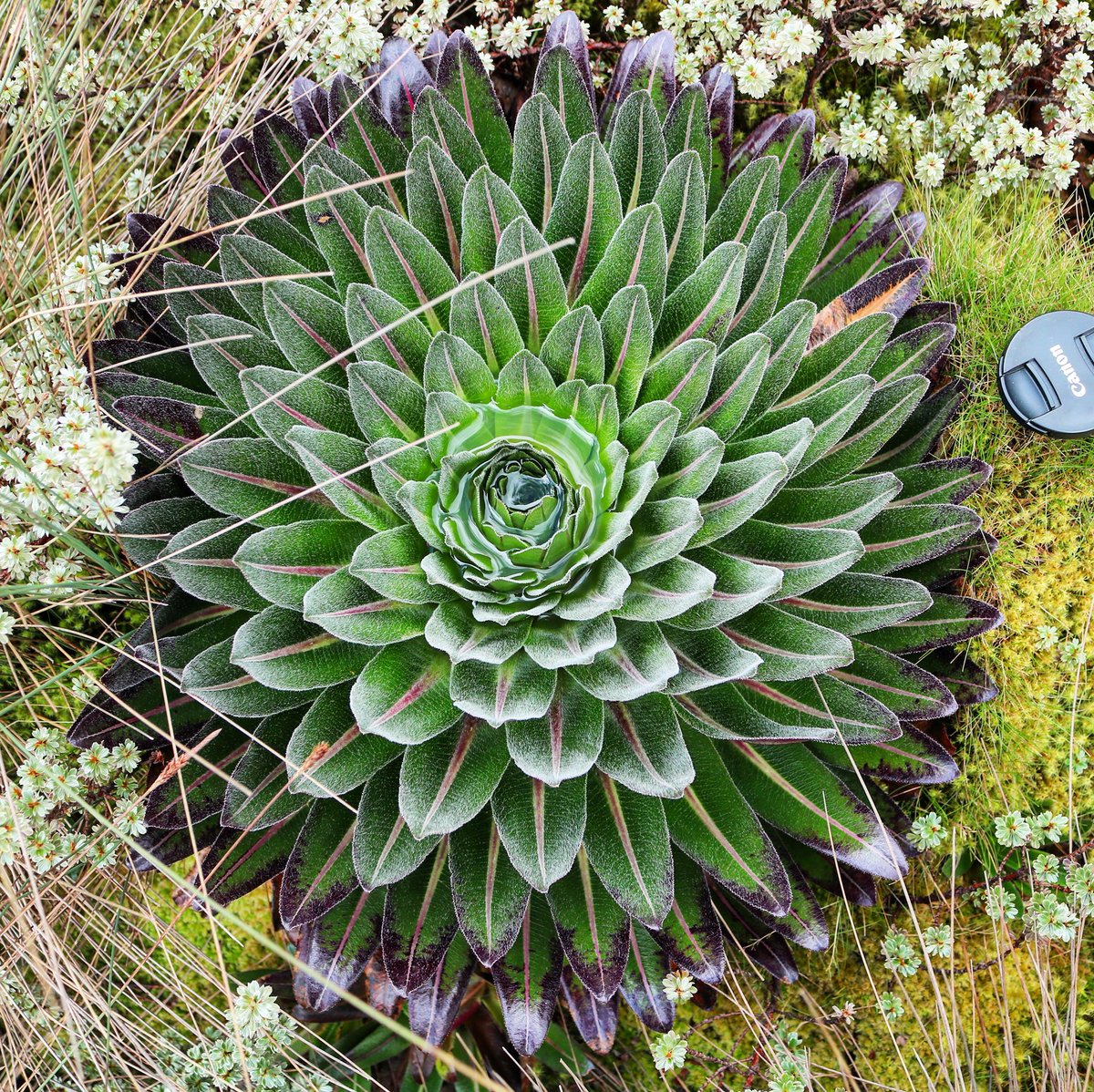 jason_nge's tweet photo. Giant Lobelia bequaertii plants of the Rwenzori are pretty spectacular!
#Rwenzori #RwenzoriTrekking #MountainsOfTheMoon #Uganda #Lobelia #LobeliaBequaertii #Campanulaceae #GiantLobelia #GiantPlants #GiantLobelia #GiantLobeliad #EastAfricanRift #Ruwenzori #botany #AfricanFlora https://t.co/gi8KuAWhnU