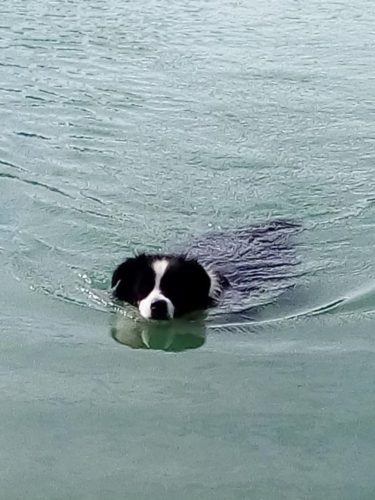 Chiens At Donner On Twitter Merci Pour Vos Rt Concernant Ce