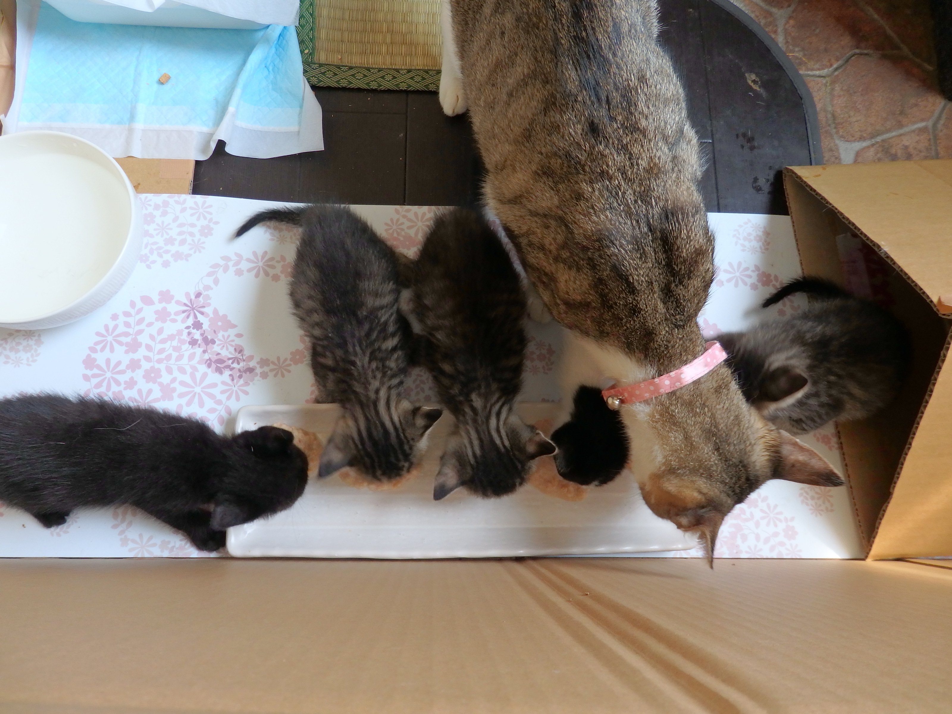 こいずみまり Yuuki Takagi 子猫に ってあげた お皿のミルクも母猫がのんじゃいます Twitter