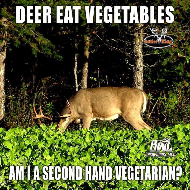 BackwoodsLife's tweet photo. Hmmmm #iamsportsman #deerhunting #backwoodslife #realtree #antlerking #foodplot @AntlerKing https://t.co/nFifZcEm4i