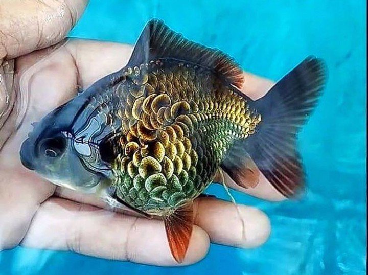 生きる芸術作品 まるで浮世絵に描かれたかのような美しい鱗の金魚が話題に アート Japaaan 金魚